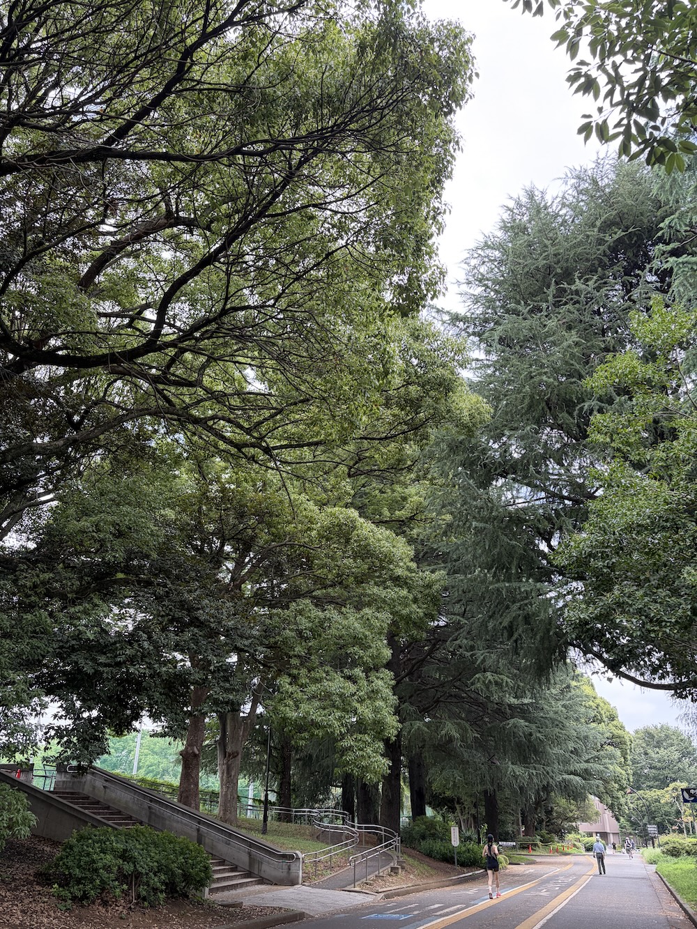 深沢周辺の緑豊かな環境